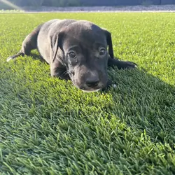 Adorable 3 month old pitbull puppy