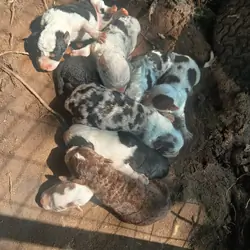 7 weeks old Border collie Australian Shepard pups