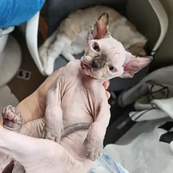Seal Point Sphynx Kitten Girl