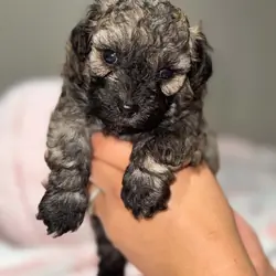Toy poodle