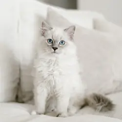 TICA Registered Ragdolls