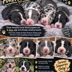 Staffordshire Terrier Puppies
