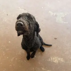 Labradoodle black female