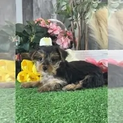male and female tea cup yorkie puppies