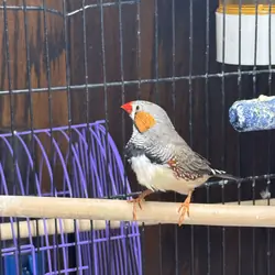 Total finch package