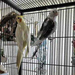 Cockatiels