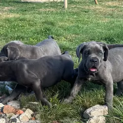 Cane Corso Puppies