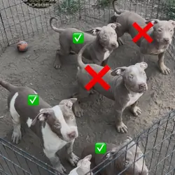 XL American Bullys puppies