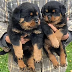 Rottweiler puppies available