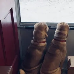 Chinese Sharpei