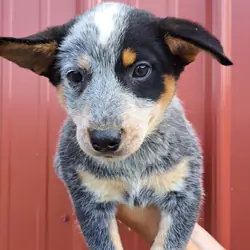Blue Heeler puppies