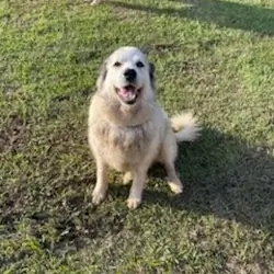 Great Pyrenees Females