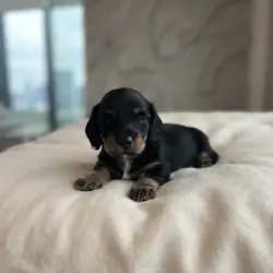 Miniature Long Hair Dachshund