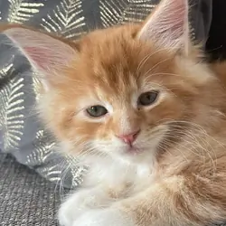 Adorable Fluffy Orange & White Kitten Looking