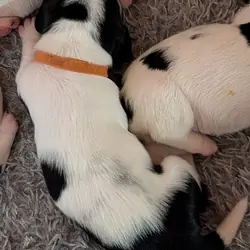 Basset Hound Puppies