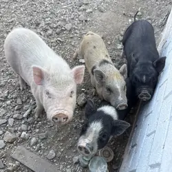 Pot Belly Pigs