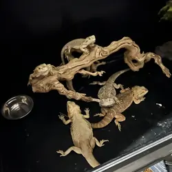 Bearded Dragons
