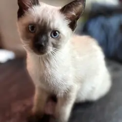 Siamese kittens