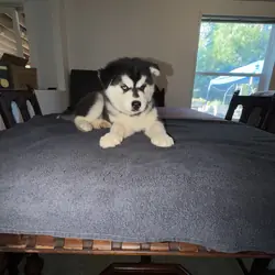 Siberian husky