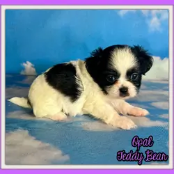 Opal Female Teddy Bear