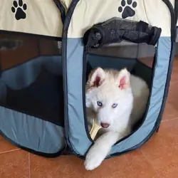 Beautiful Siberian Husky Puppies