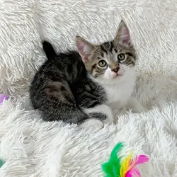 Persian Mix Kitten Male