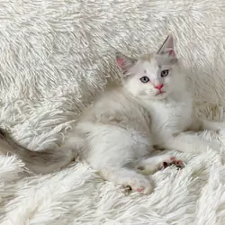 Dolly Persian Female