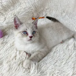 Gorgeous Persian Kitten