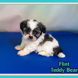 Flint Male Teddy Bear