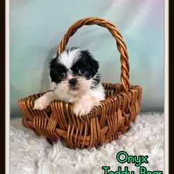 Onyx Male Teddy Bear