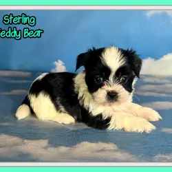 Sterling Male Teddy Bear