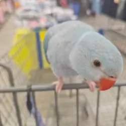 Indian ringneck parrot