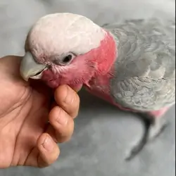 Galah Cockatoo