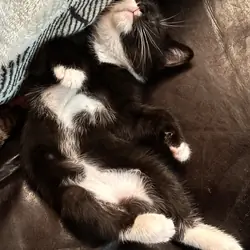 Tuck