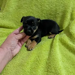 Small pups