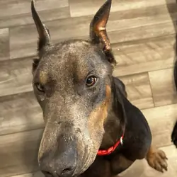 Blue doberman male