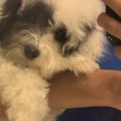 Bichpoo