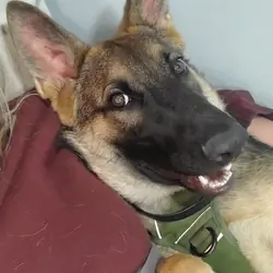 German shepherd