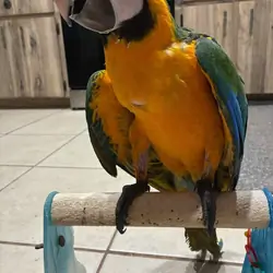 Macaw