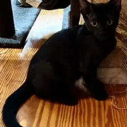 Kittens
