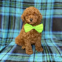 Scooby