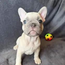Registered French Bulldogs Boys Ready Now