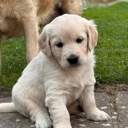 Pure Cream coloured Golden Retreiver puppies