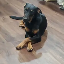 Doberman Belgian Malinois