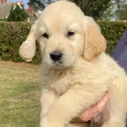 Golden retriever puppies