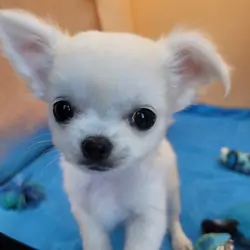 AKC Long hair Chihuahua