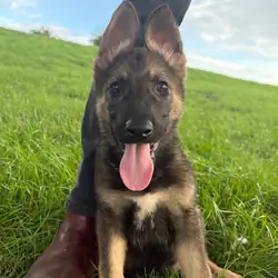 STRONG ALERT Outstanding German Shepherd Puppies