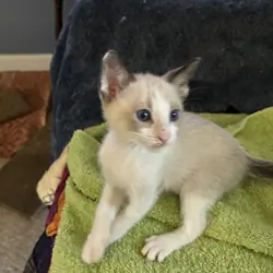 Beautiful Snowshoe kittens