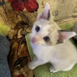 Beautiful Snowshoe Siamese kittens