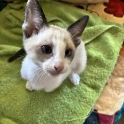 Harmony Grace Beautiful Snowshoe Siamese kittens